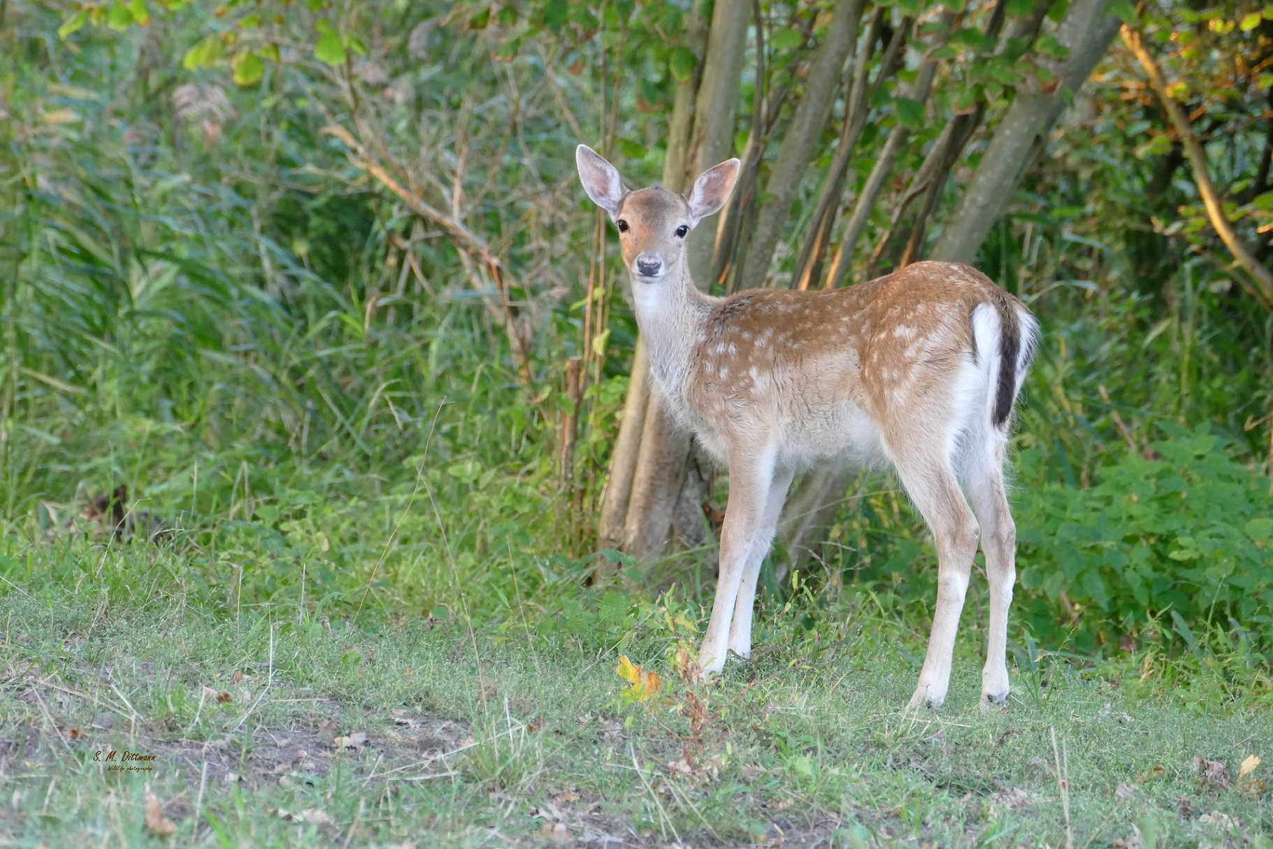 Damkalb