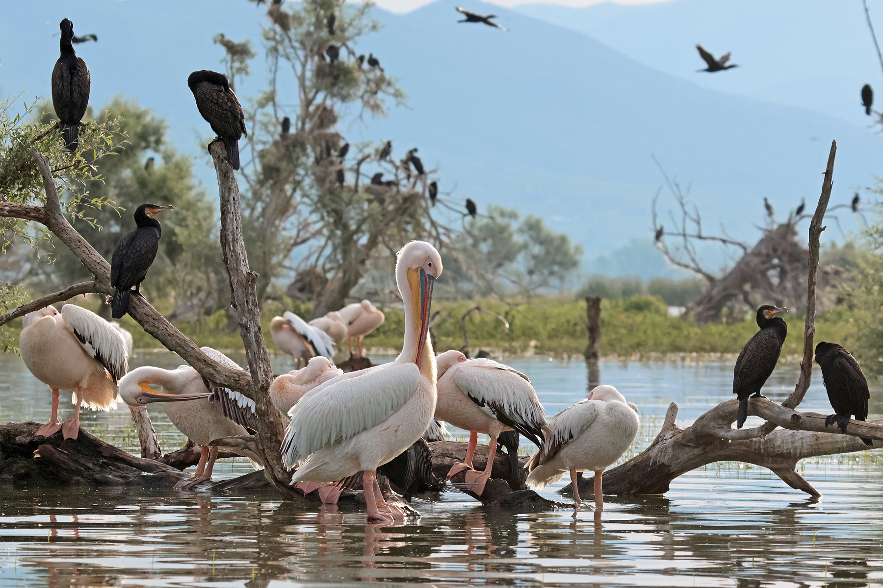 Morgens am See, leben die Fische noch ruhig...