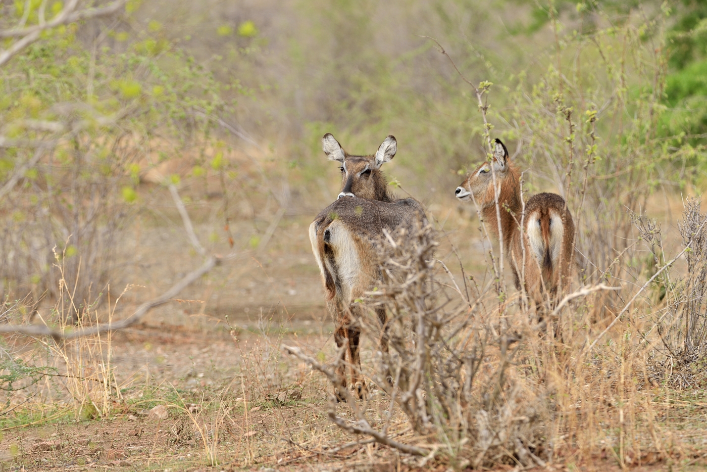 Defassa-Wasserböcke