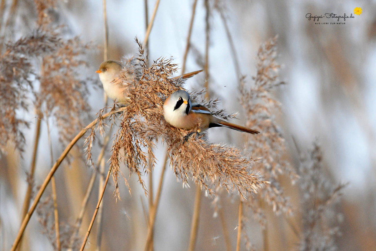 Gemeinsam unterwegs ...