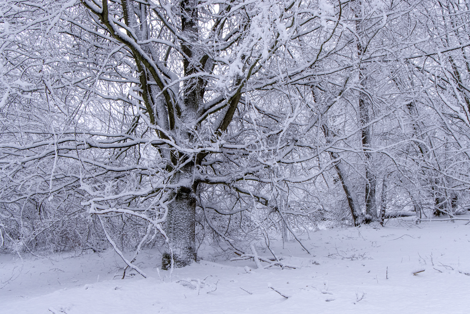 Plötzlich Winter