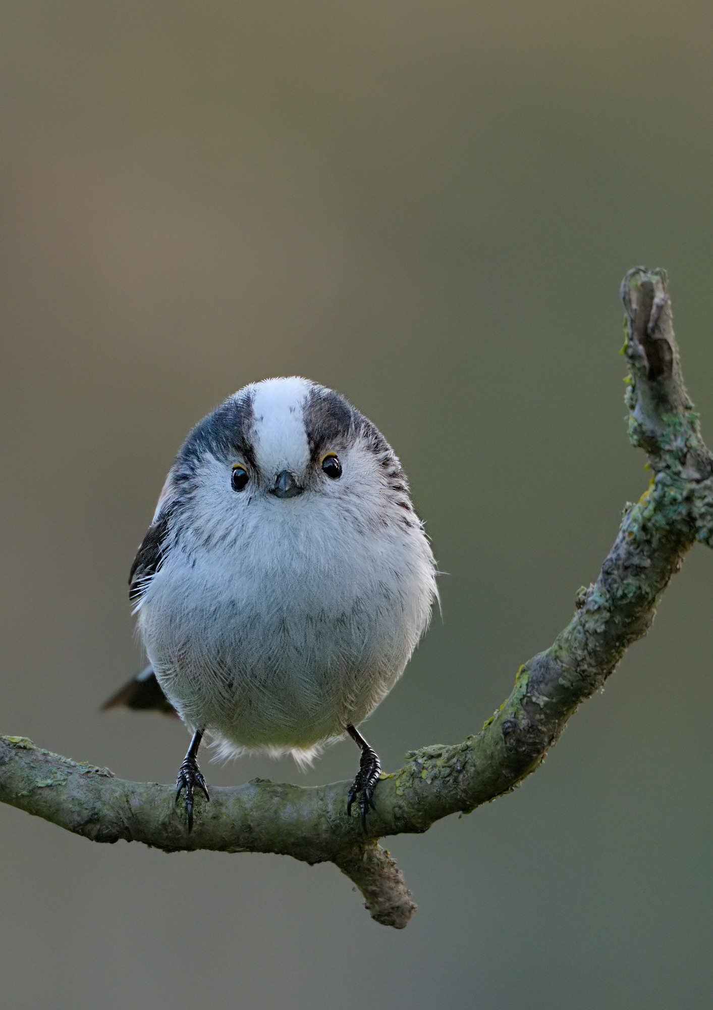 Flauschball