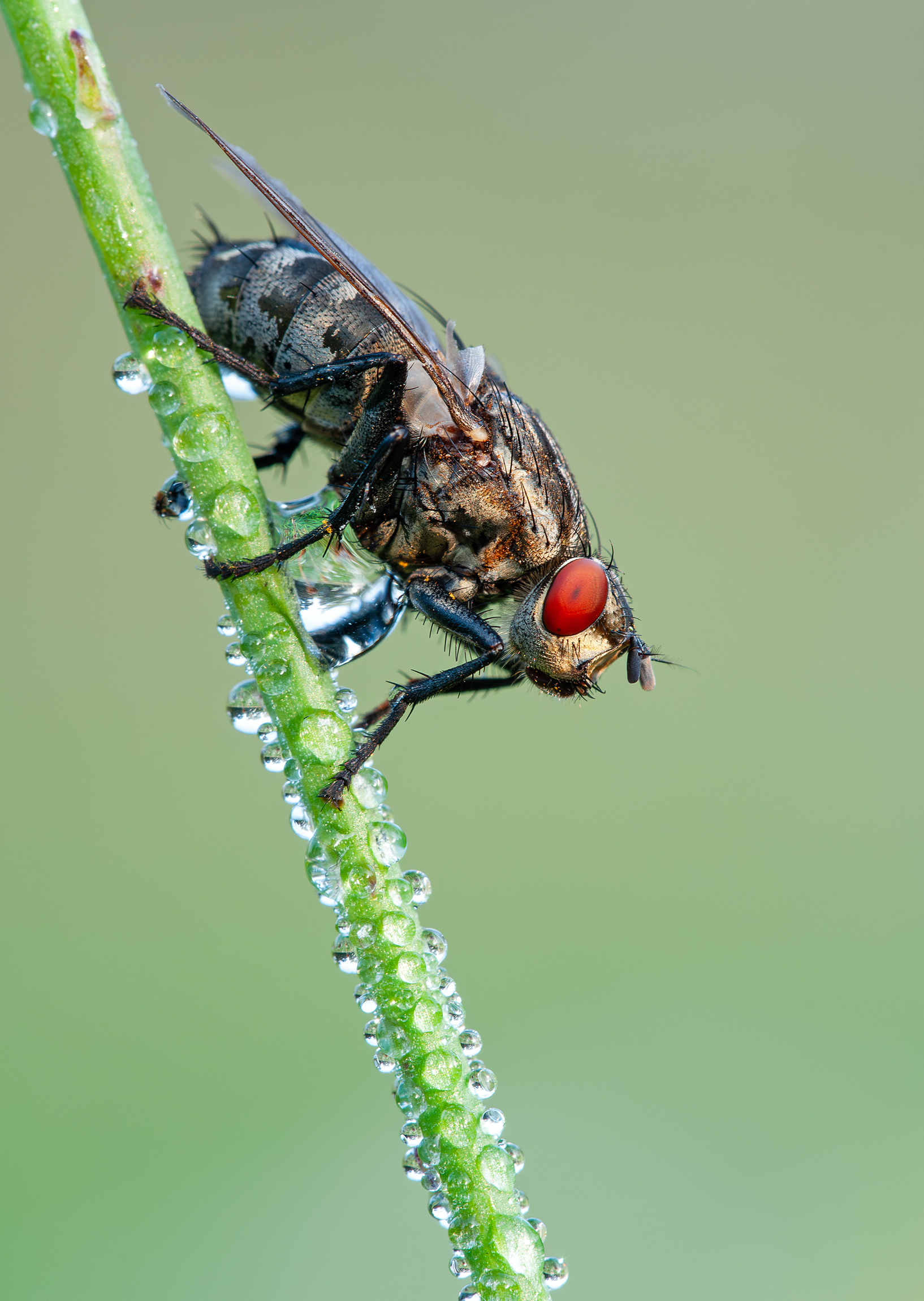 -Die Fliege-
