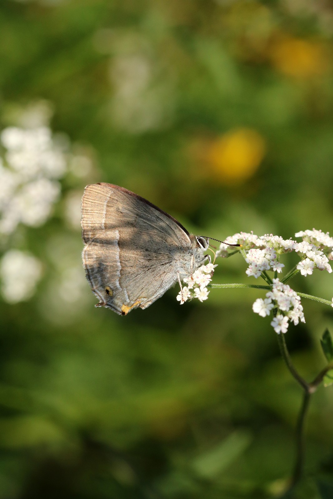 Blauer Eichen -Zipfelfalter