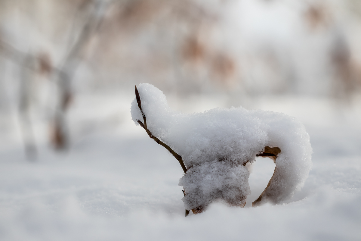 Winterschaf mit Winterlämmchen