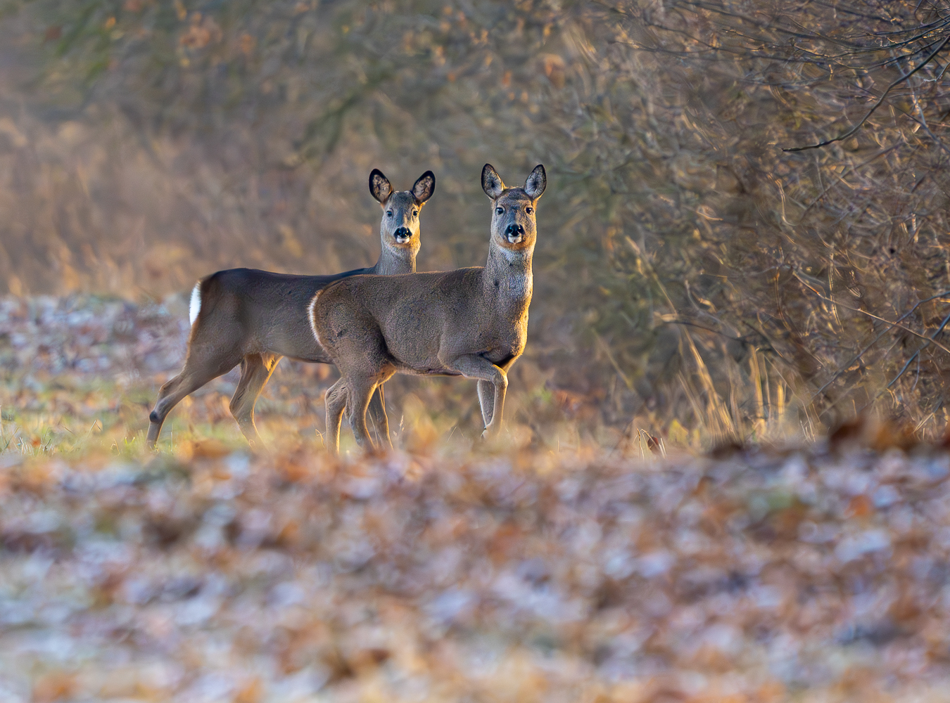 Frostiger Morgen