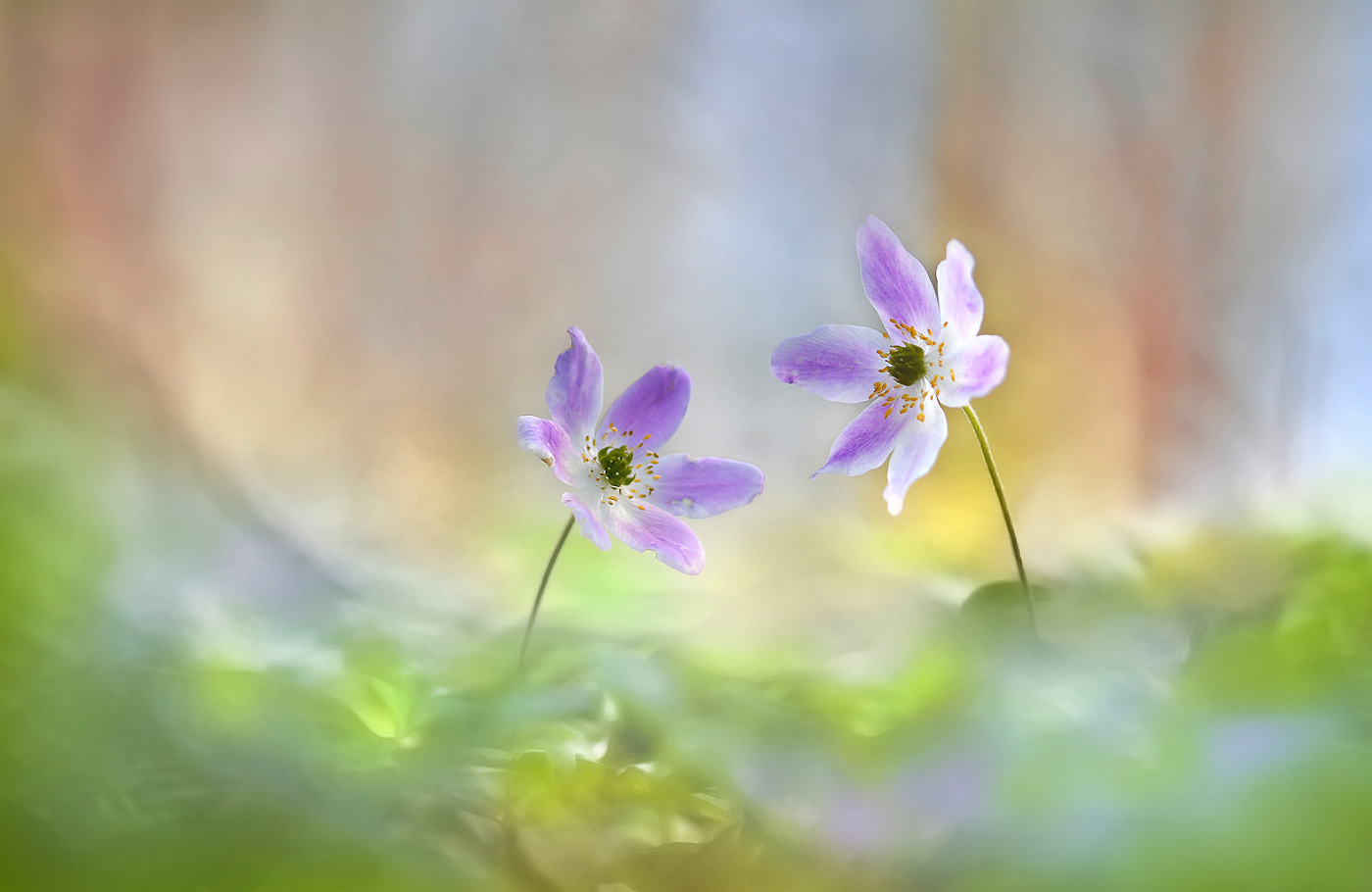 Frühlingserwachen ...,