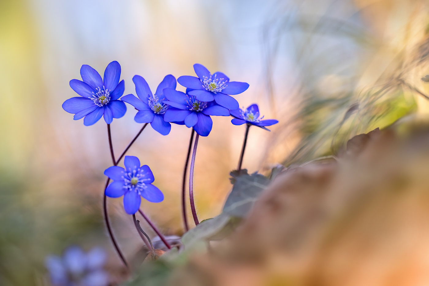 Leberblümchen-Gruppe ...