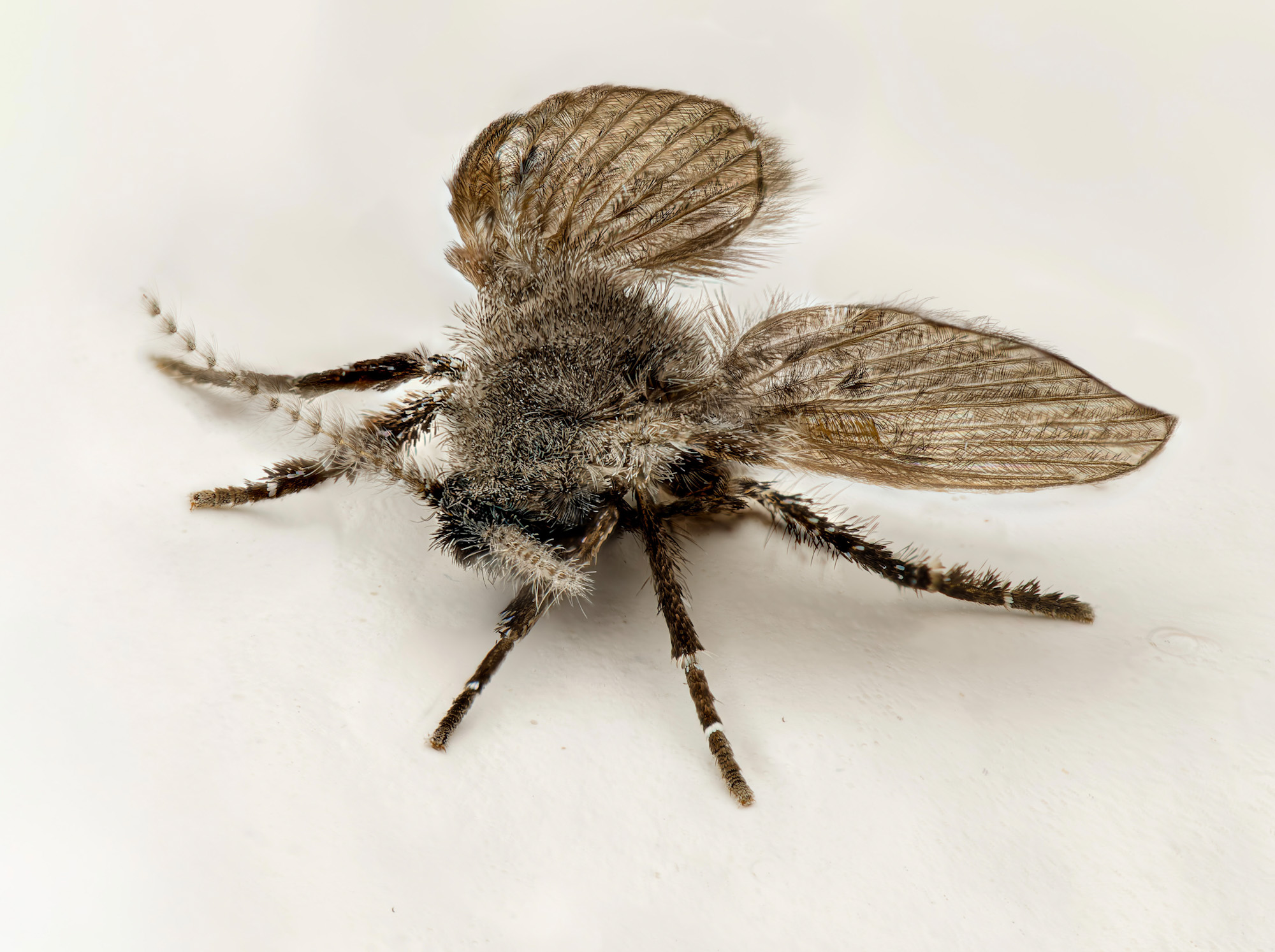 Badezimmer-Schmetterlingsmücke (Familie Psychodidae)