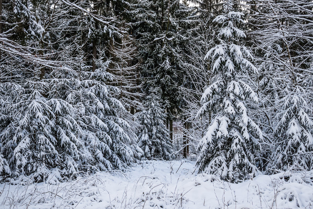 Winterwald