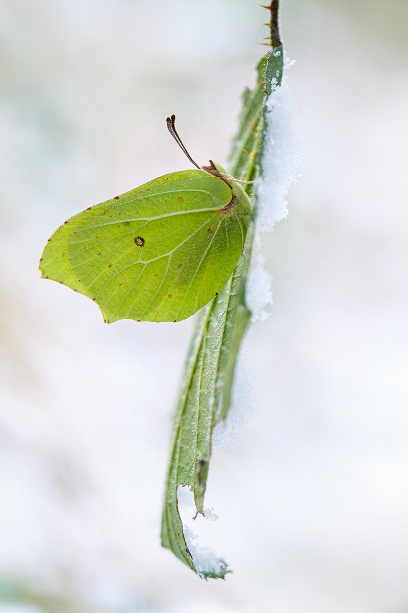 Ein bisschen Schnee.....
