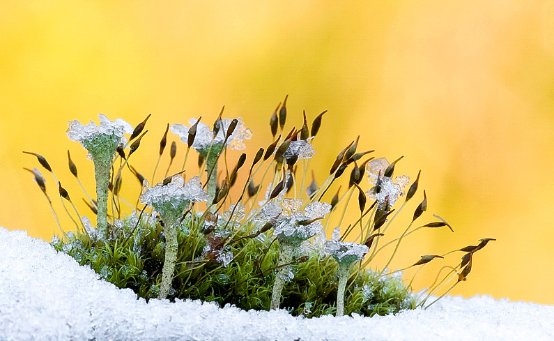 -Insel im Frost-