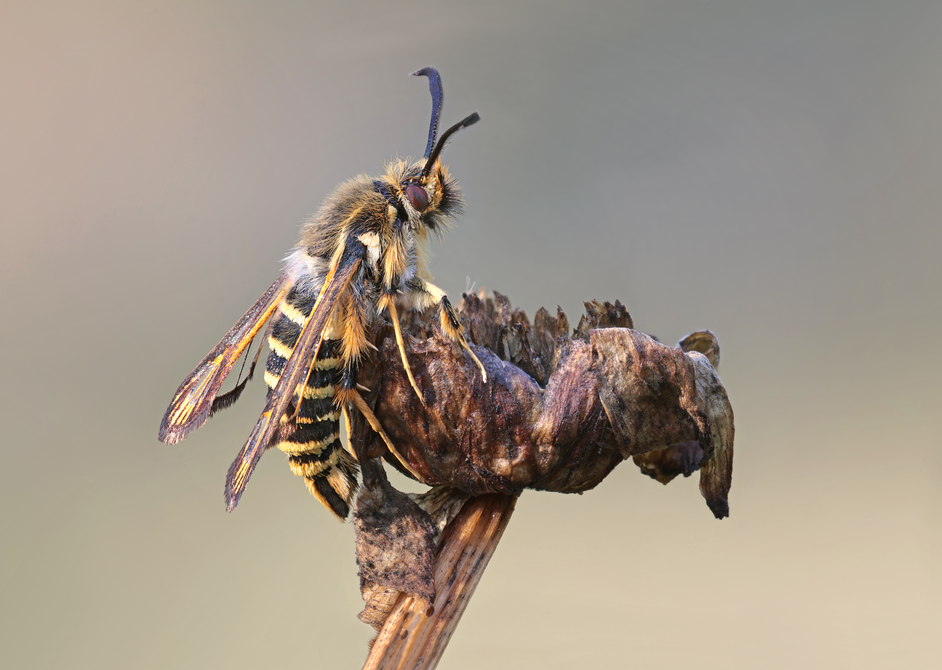 der Hornklee-Glasflügler....