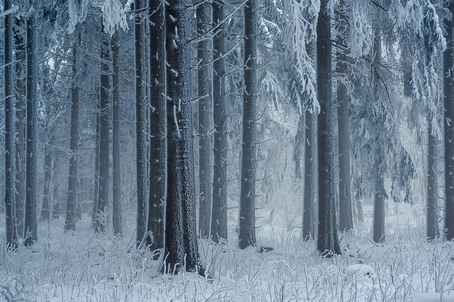 Winter im Fichtenwald