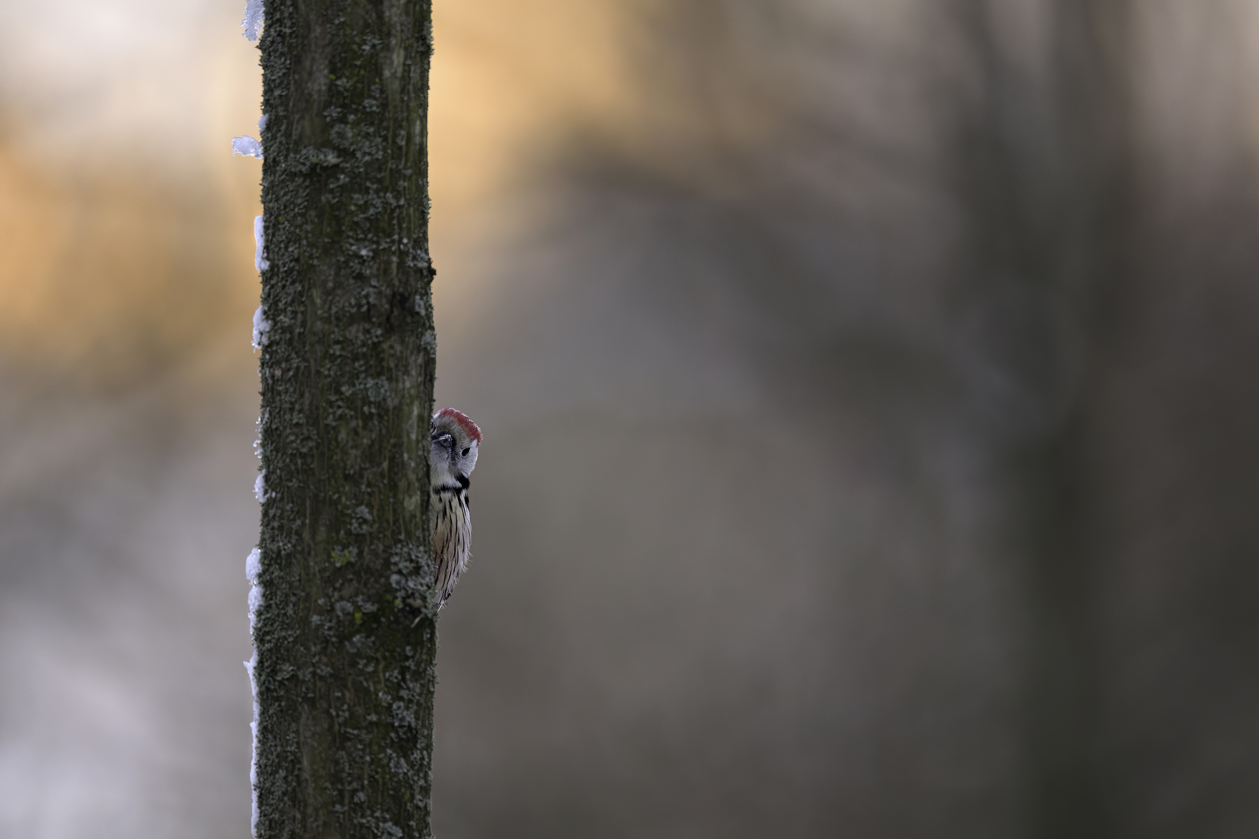 Hide & Seek
