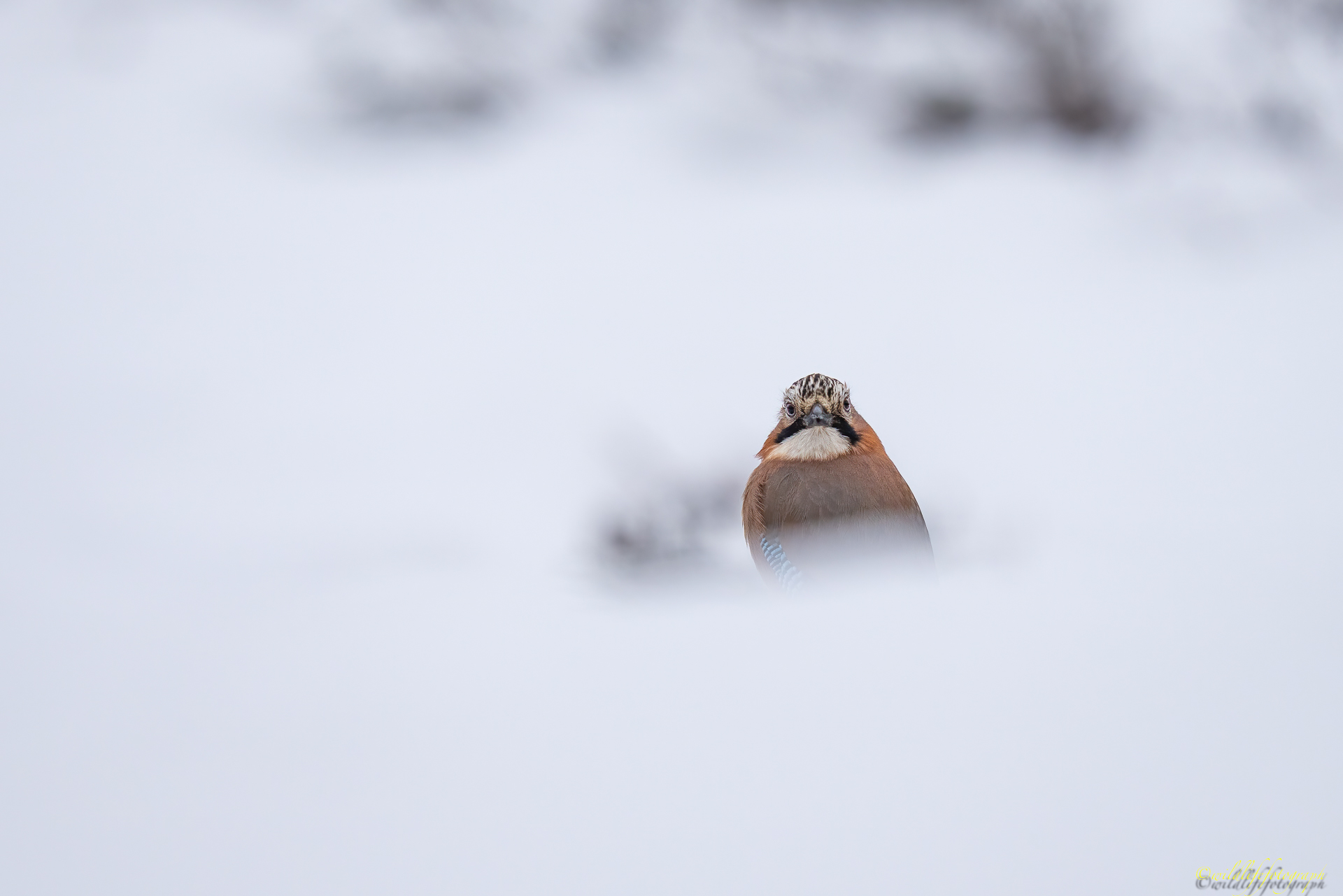 Farbklecks im Schneesturm