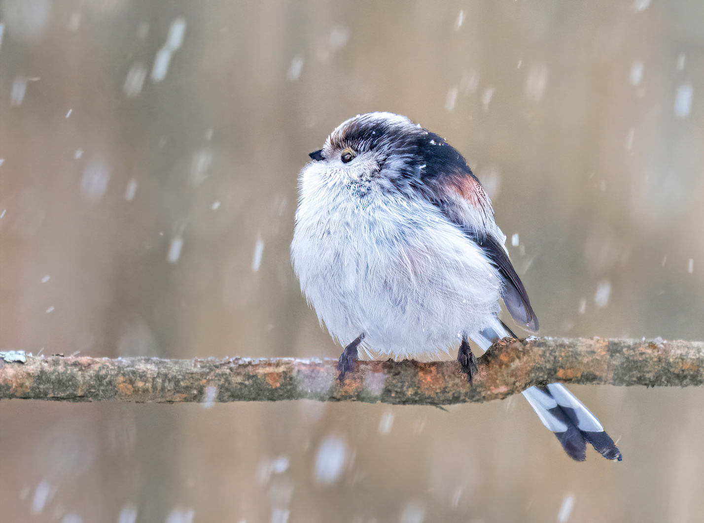 Im Schneetreiben