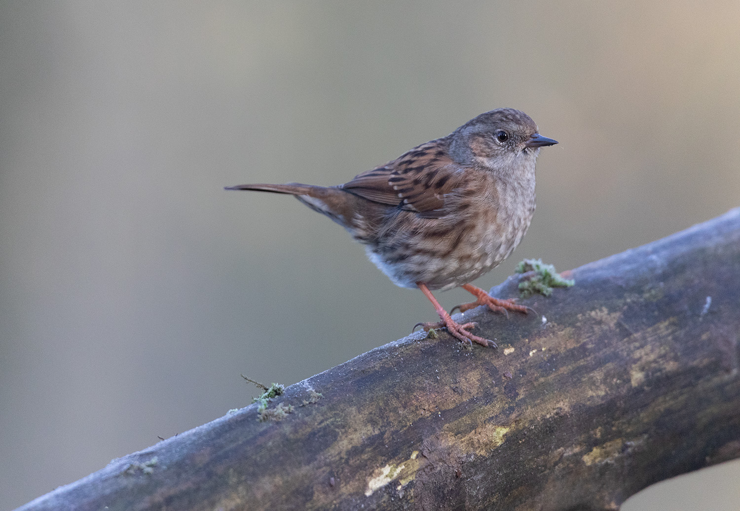Welcher Vogel?