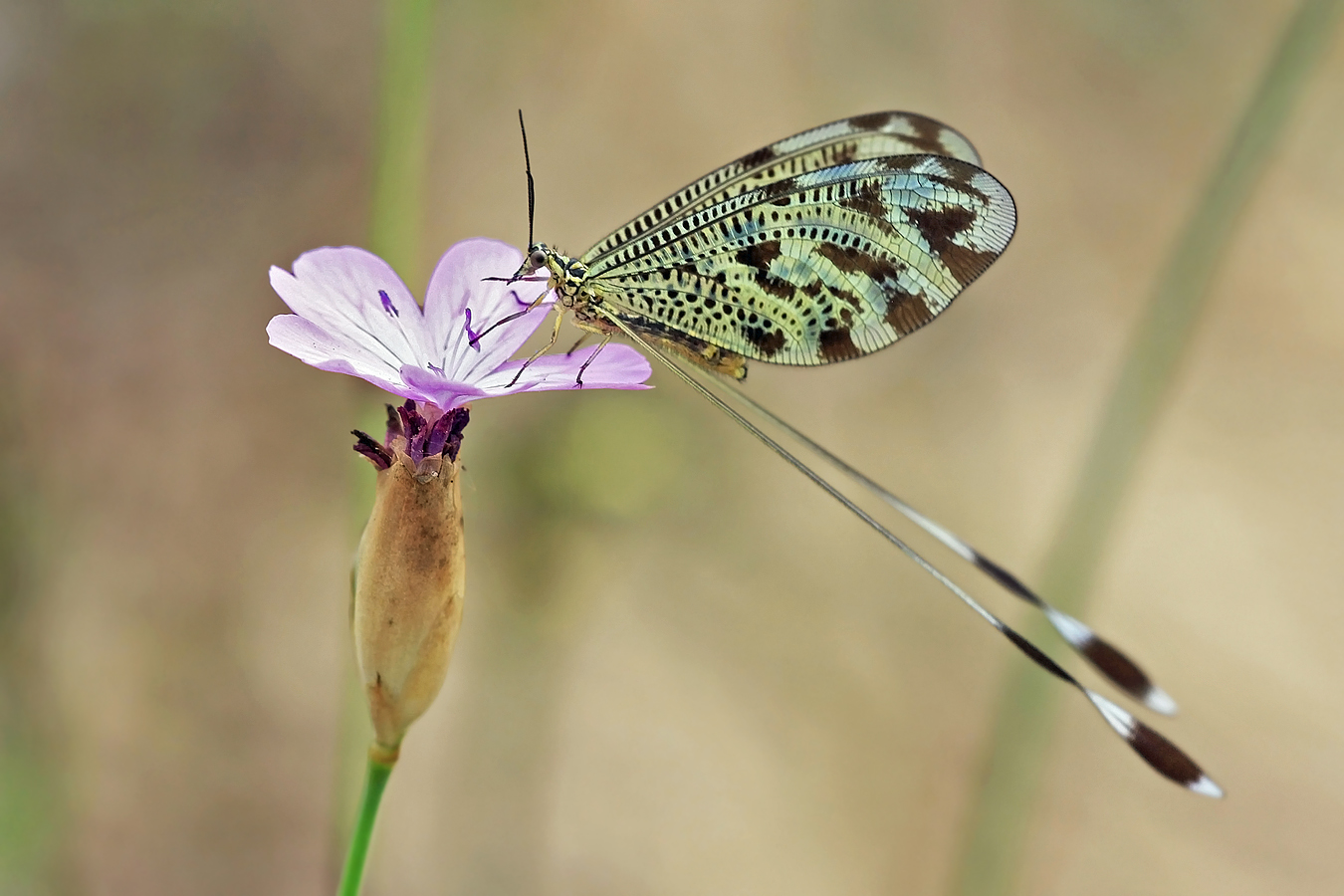 Fadenhaft - Nemoptera Coa