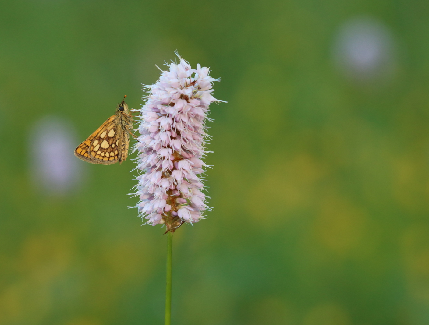 Gelbwürfeliger Dickkopffalter