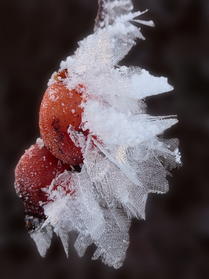 Kleine Kostbarkeiten im Winter