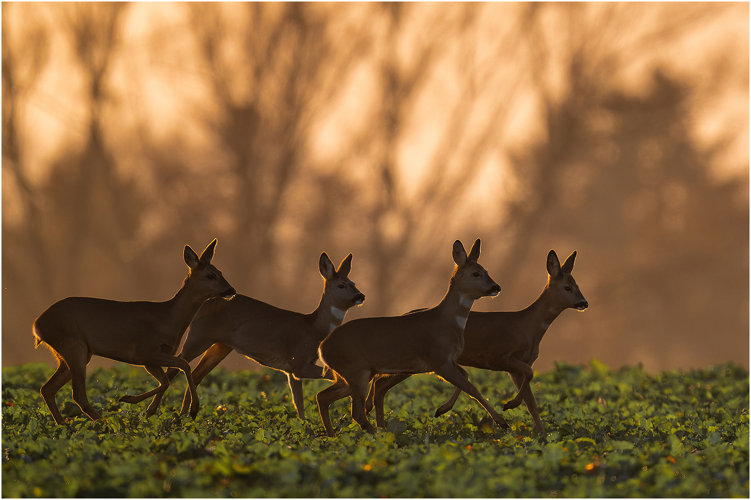 Abends im Feld