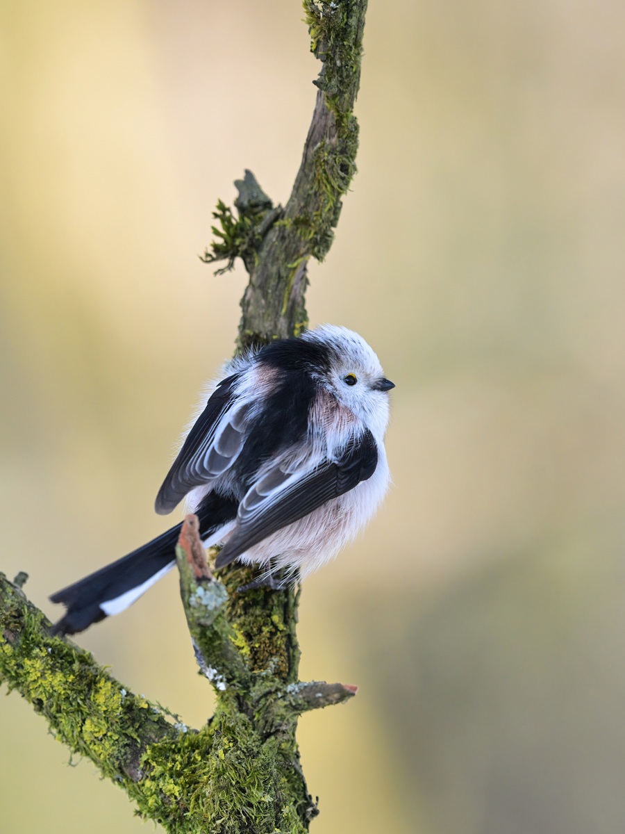 Hey, ich möchte auch was