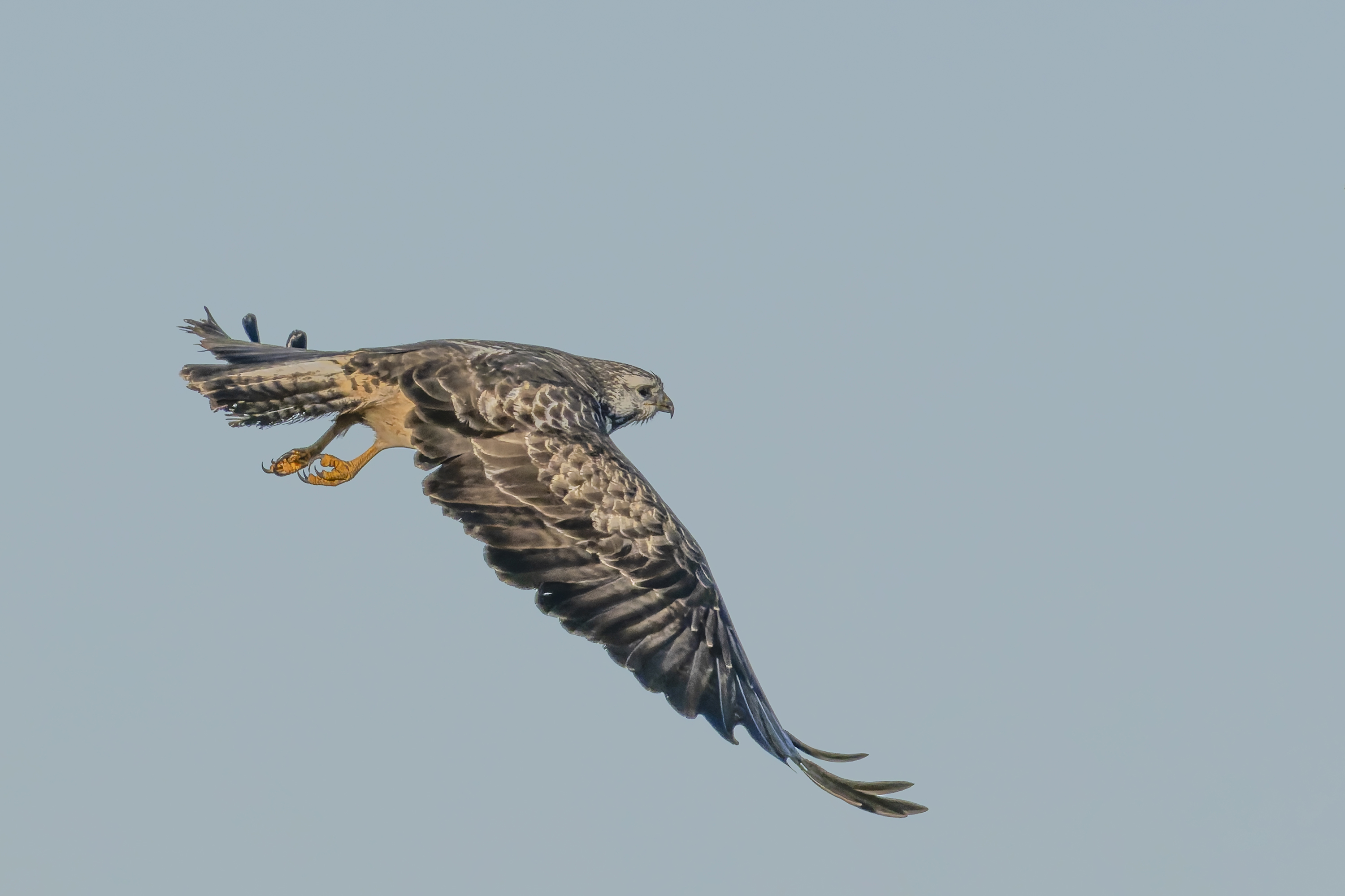 Bussard im Flug