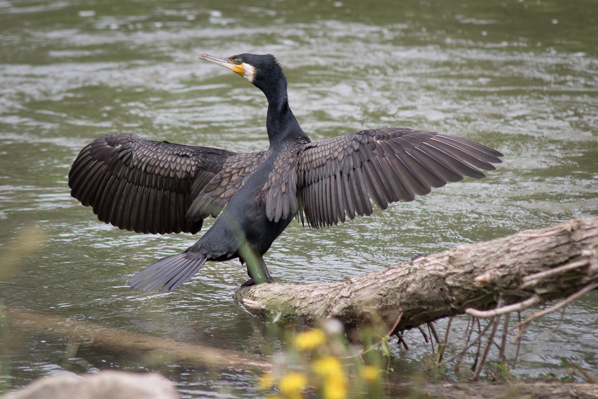 Kormoran