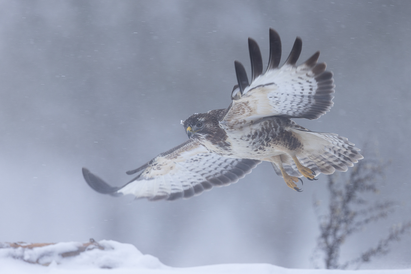 Im Schneesturm heute..