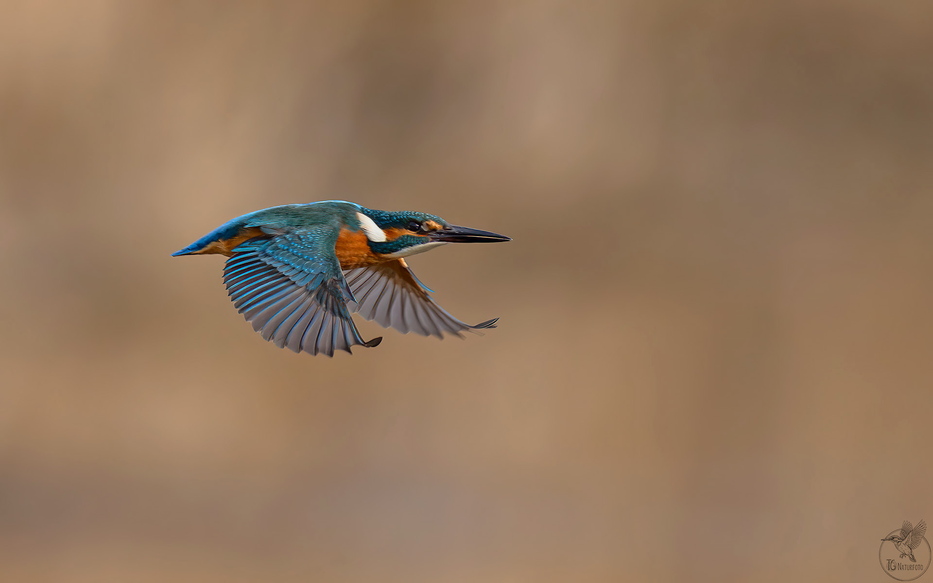 Eisvogel