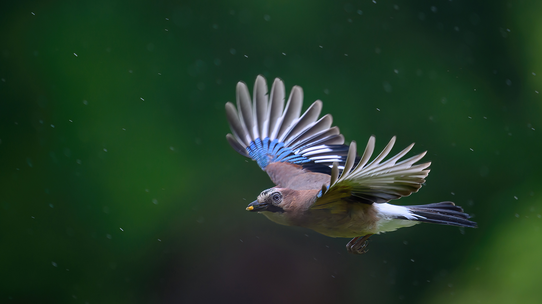 Abflug mit Beute