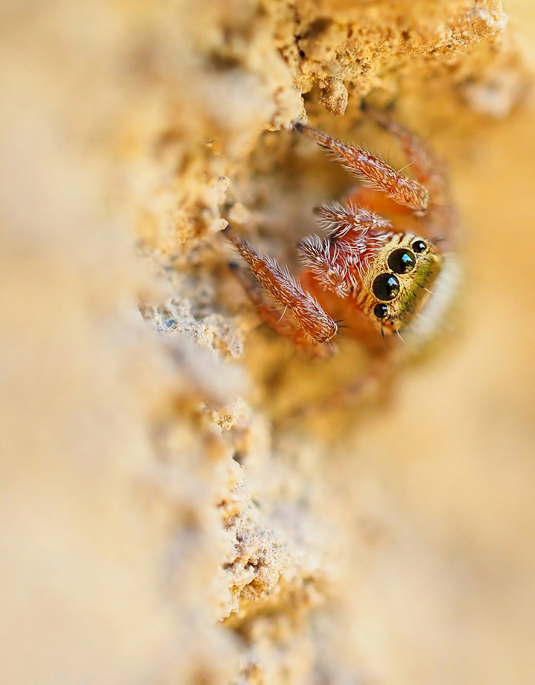 Mittelmeer-Sichelspringer, Weibchen (Evarcha jucunda)