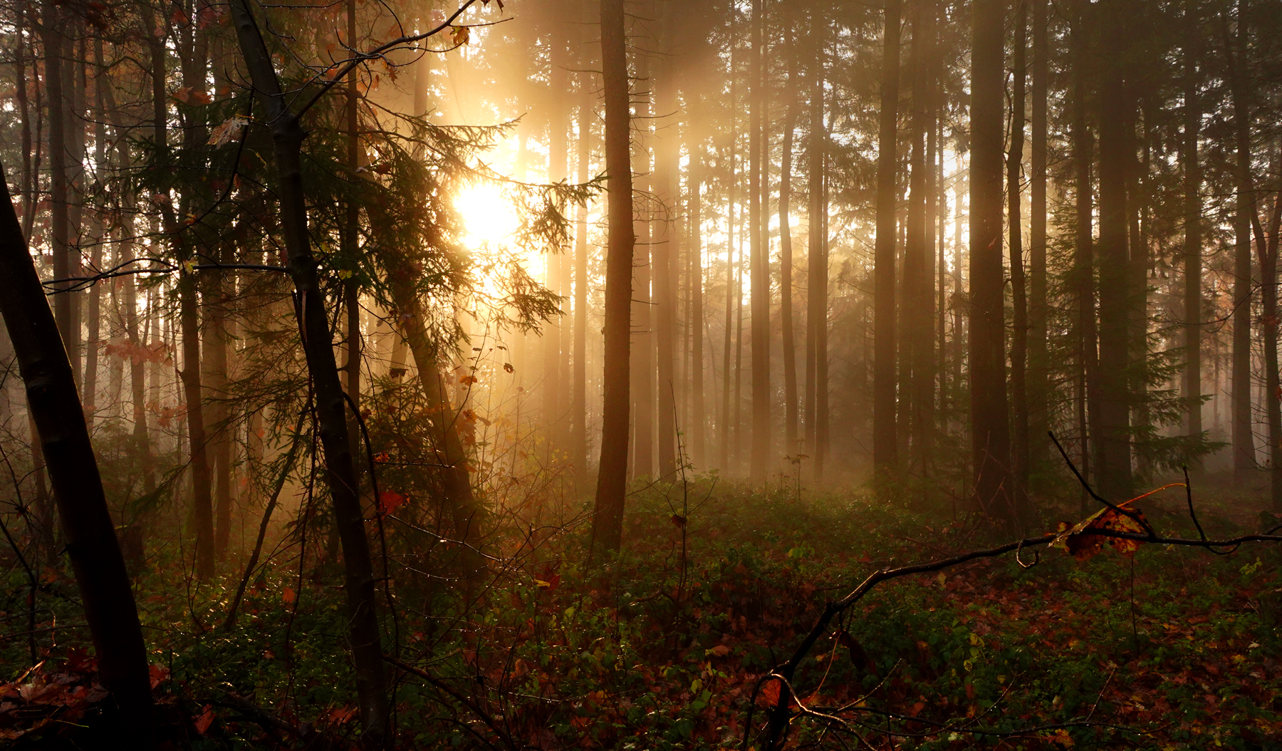 Herbstlicher Wald am Morgen