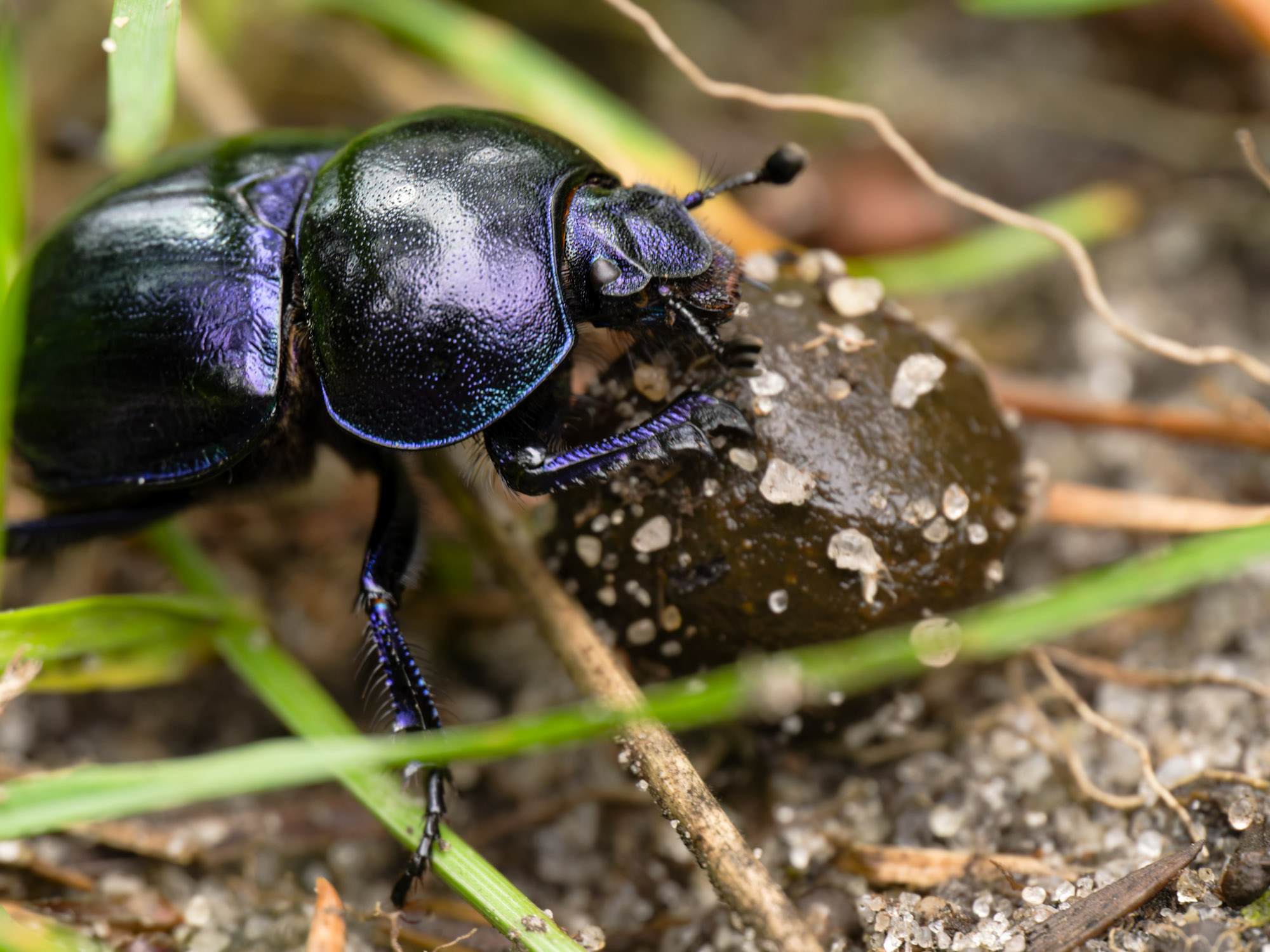 Trotz des Bildes ein Tunneler und kein Kugelroller