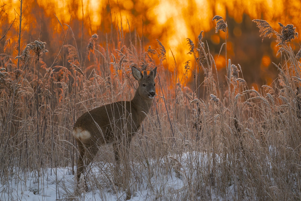 "...Winterbock..."