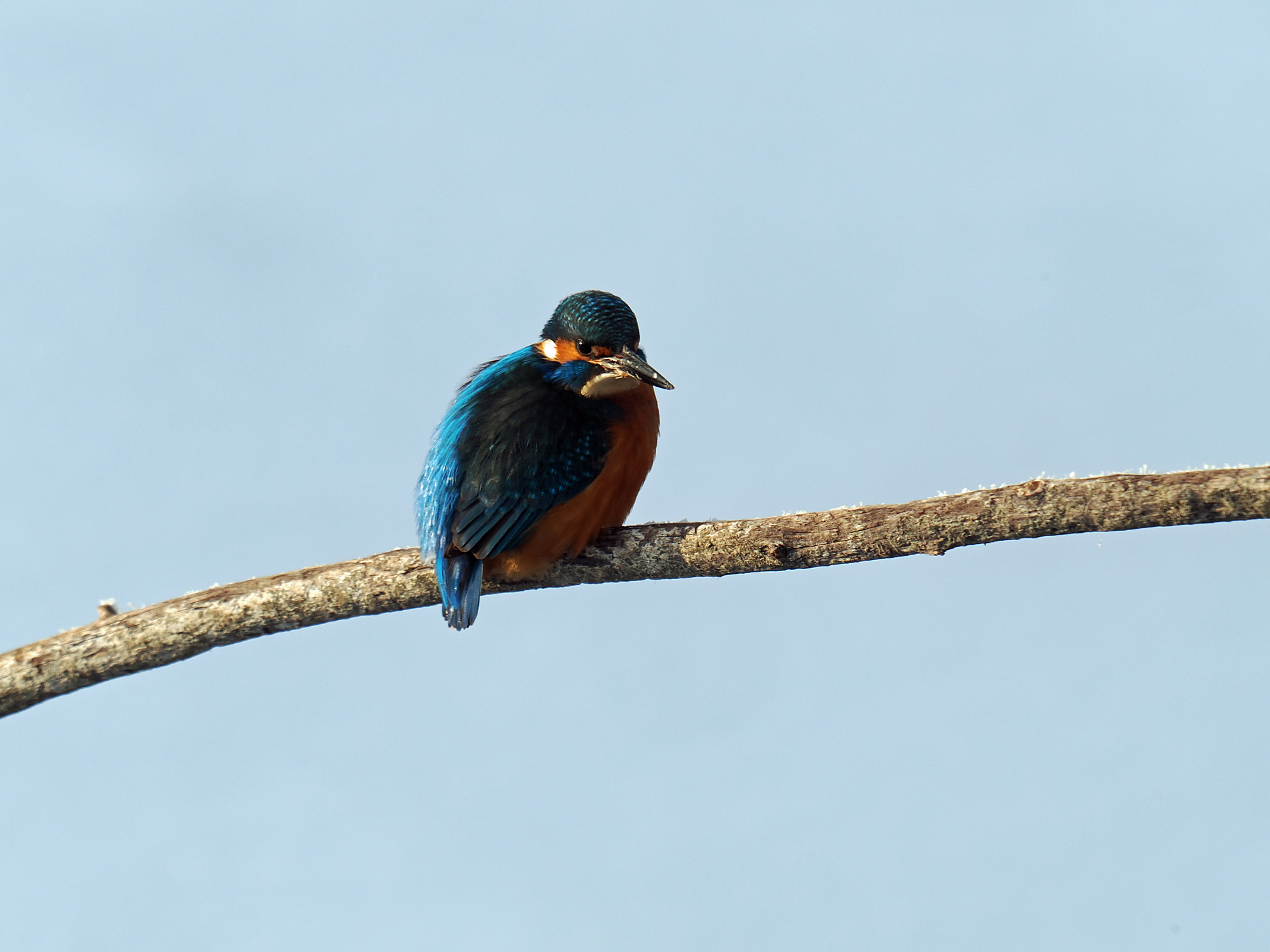 Eisvogel pur