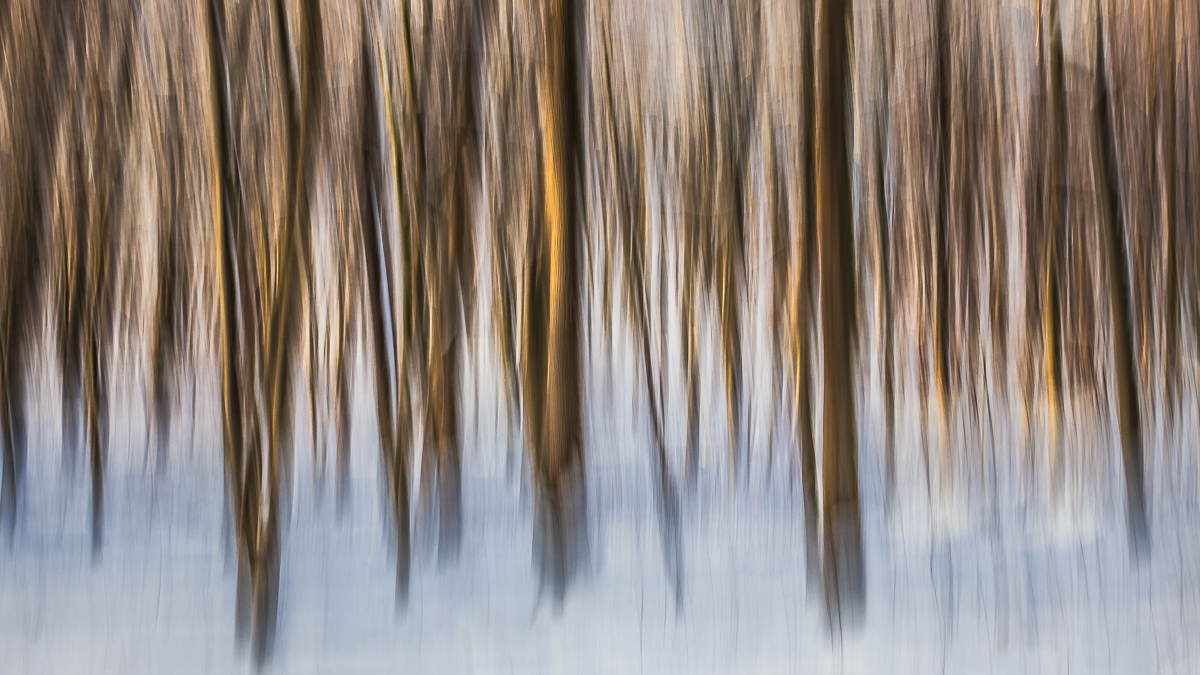 Wischtag im Winterwald