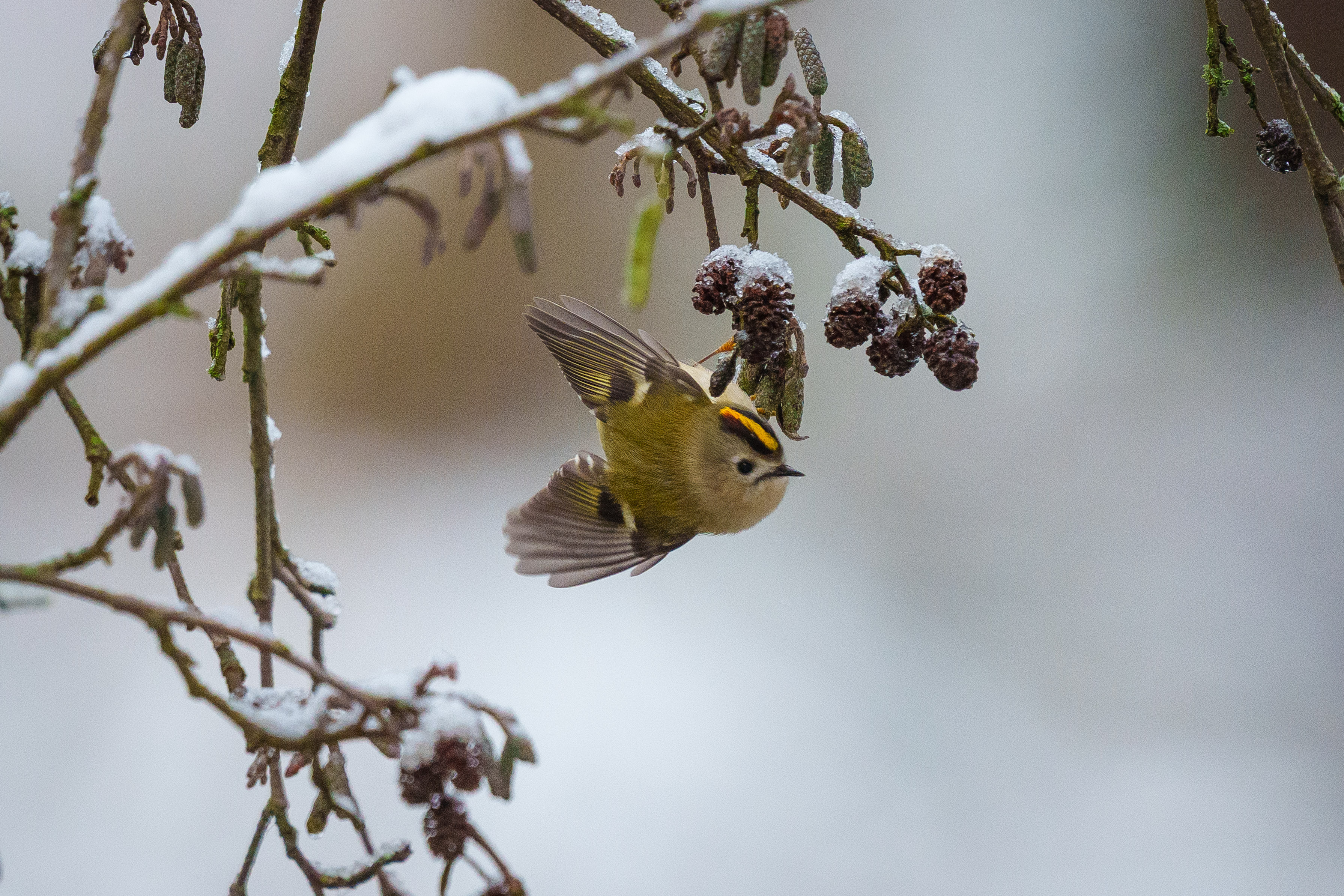 Wintergoldhähnchen