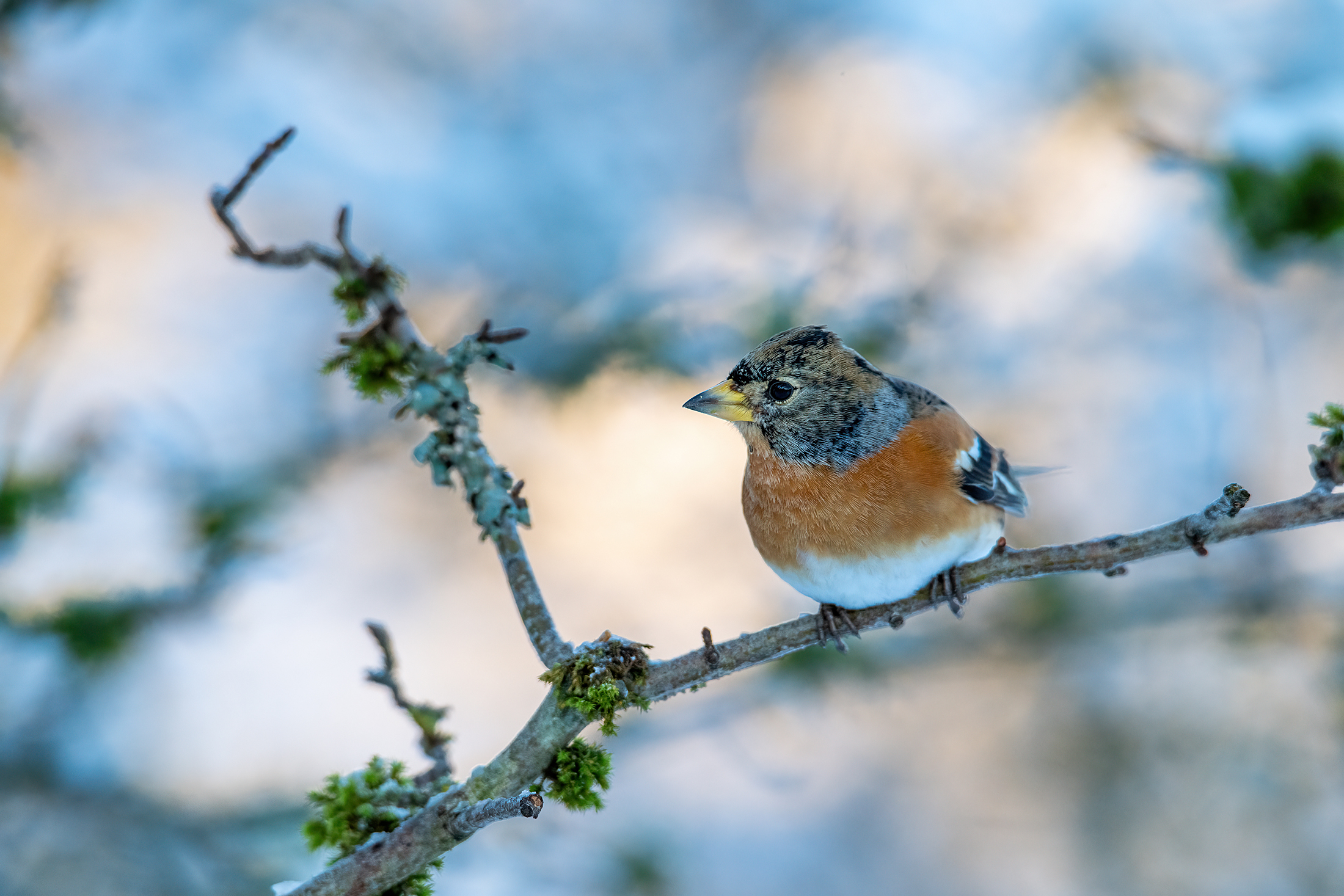 Wintermigration
