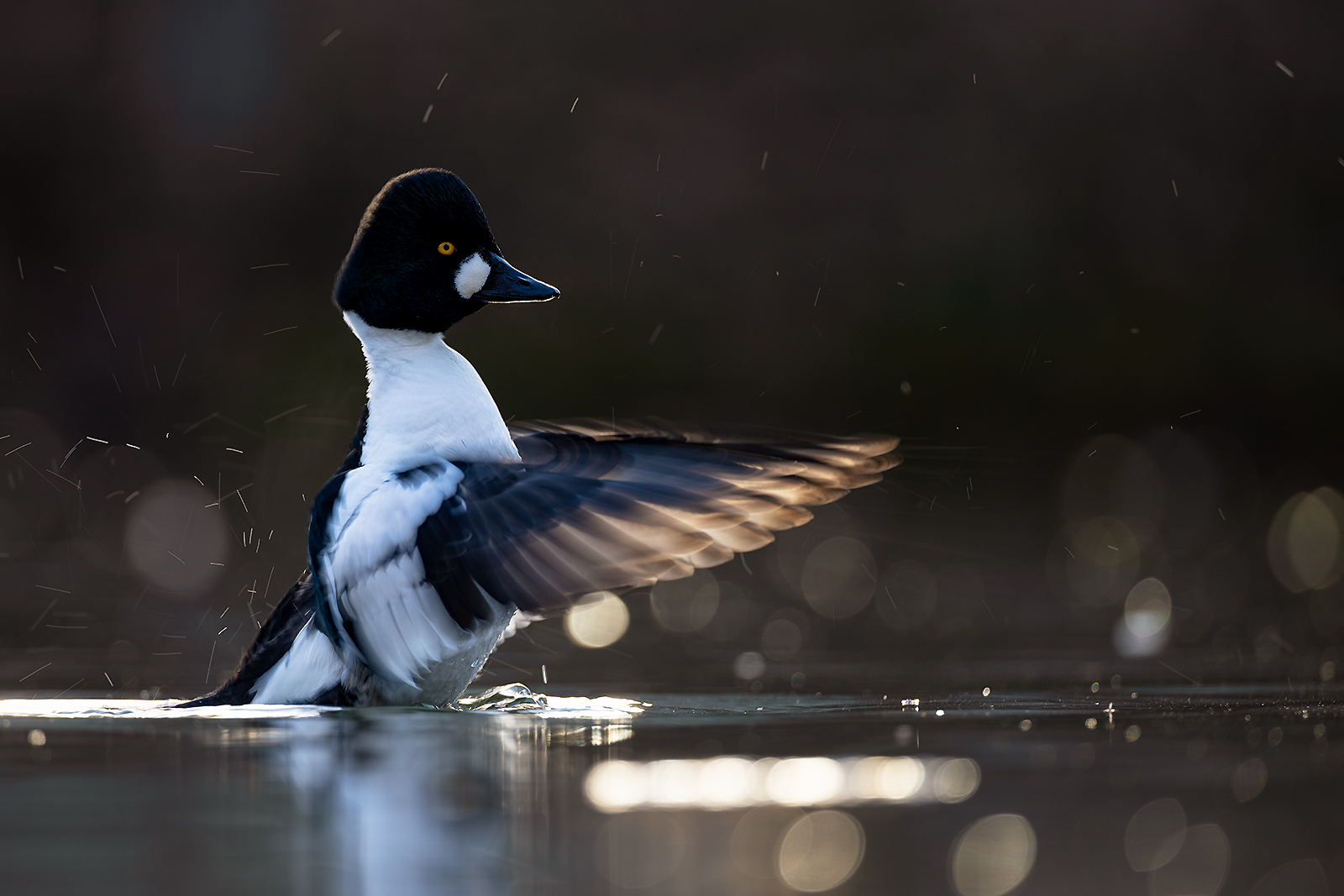 Wenn die Schellente den Tag begrüßt
