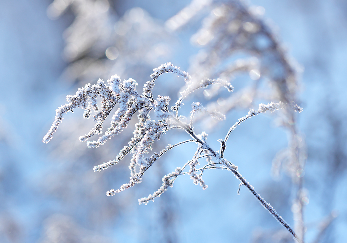Winterblüte
