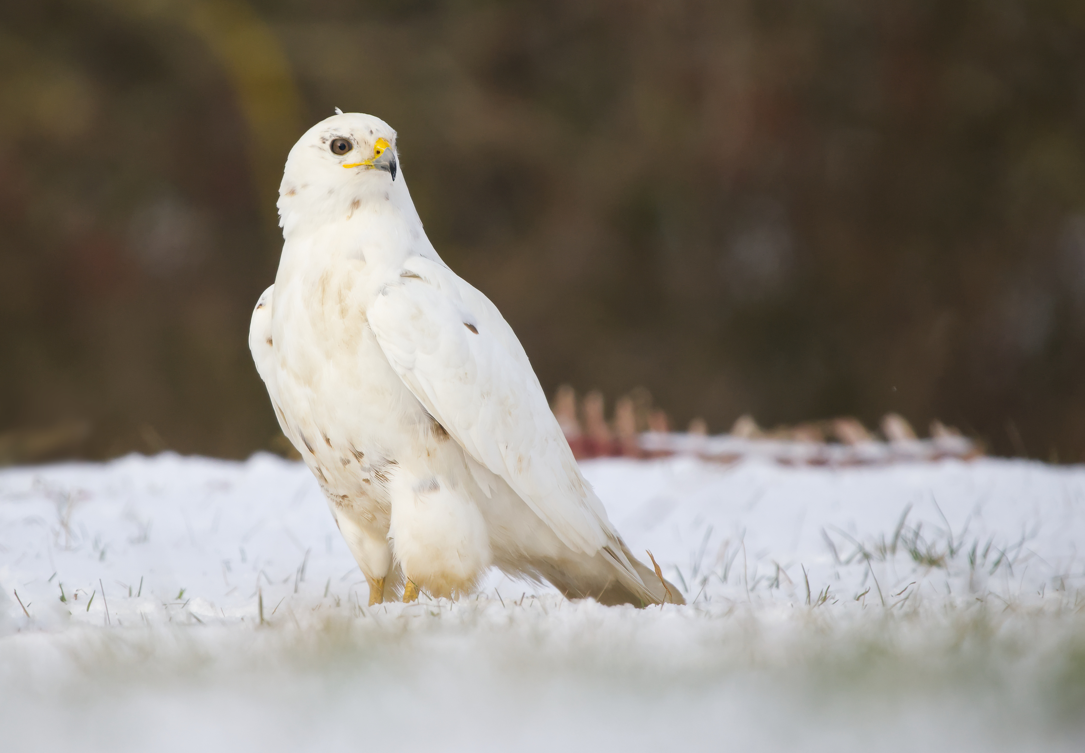 Der "Weiße Engel"
