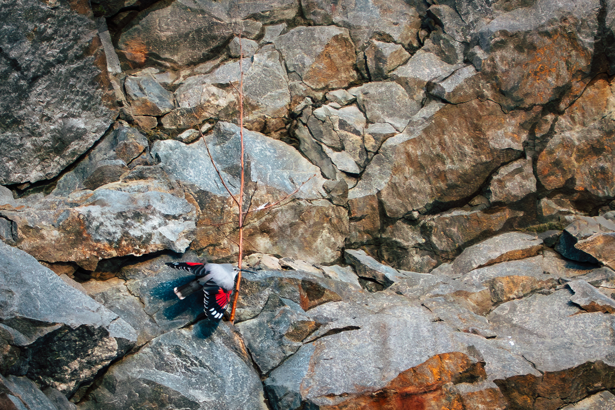Mauerläufer im Habitat