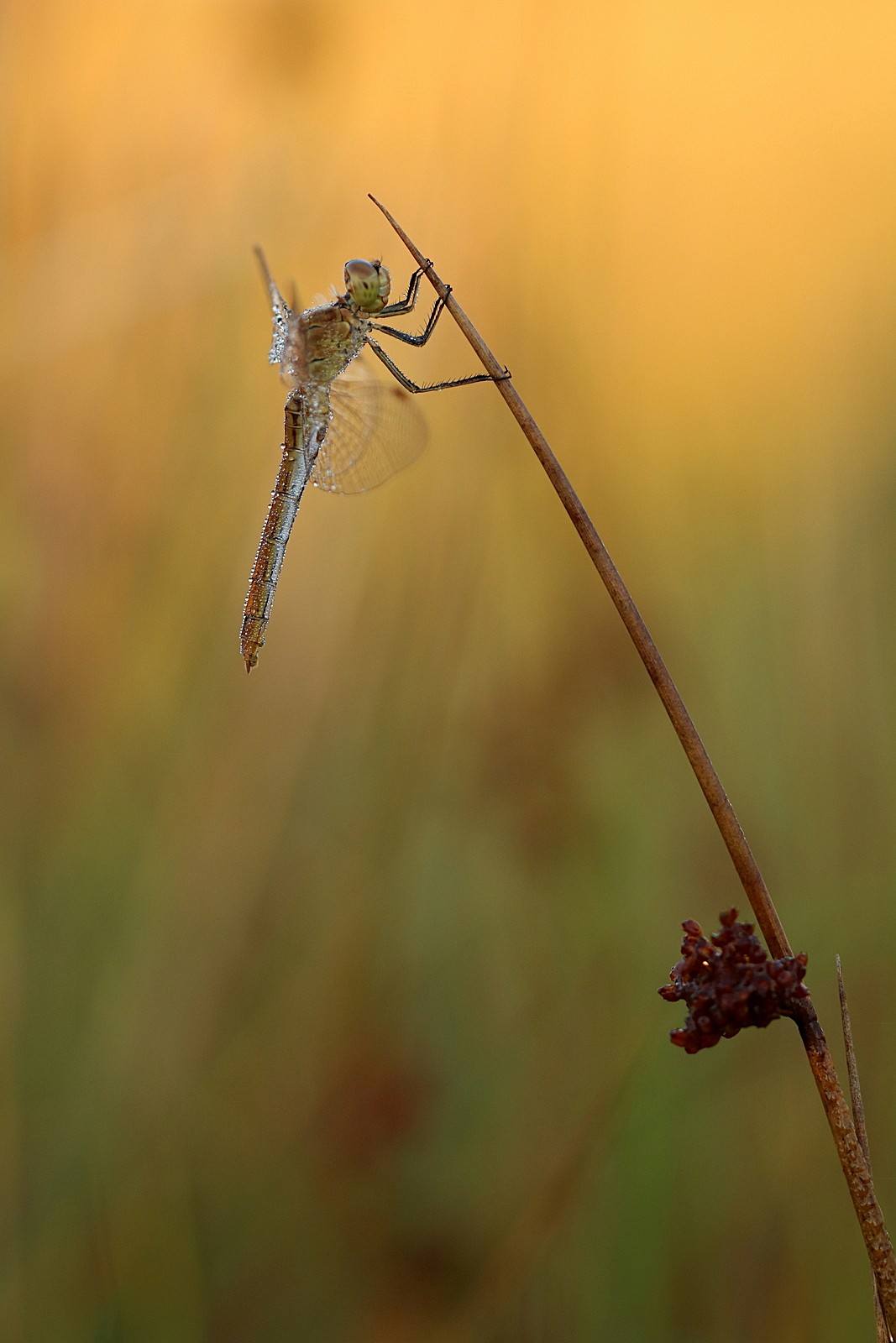 Südliche Heidelibelle