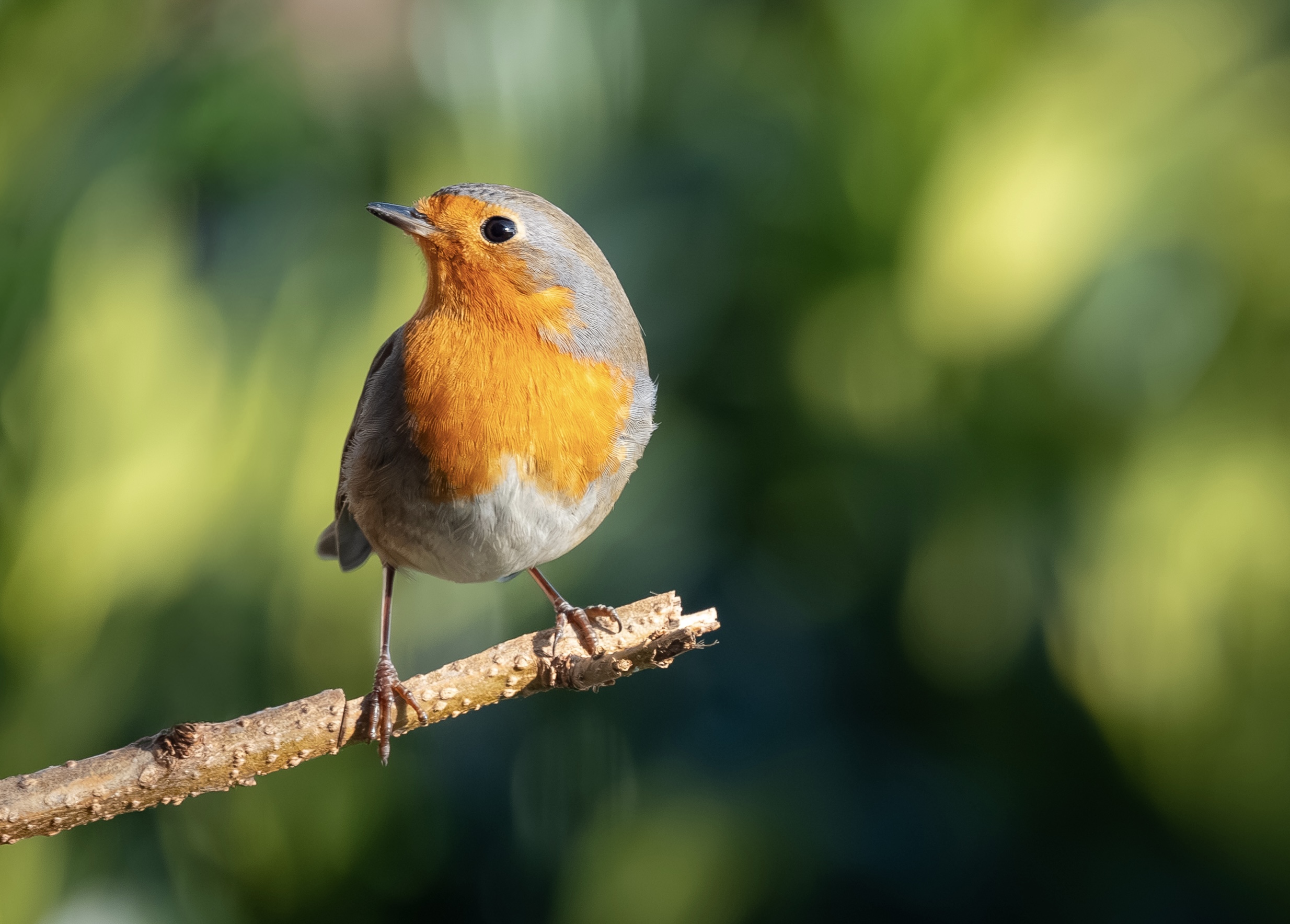 Mein erstes Rotkehlchen