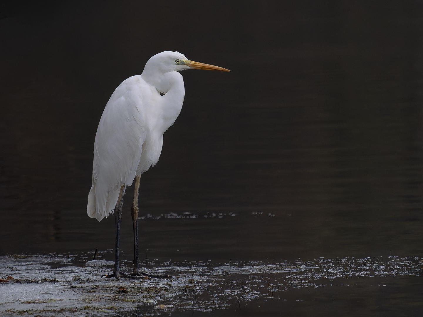 Ardea alba