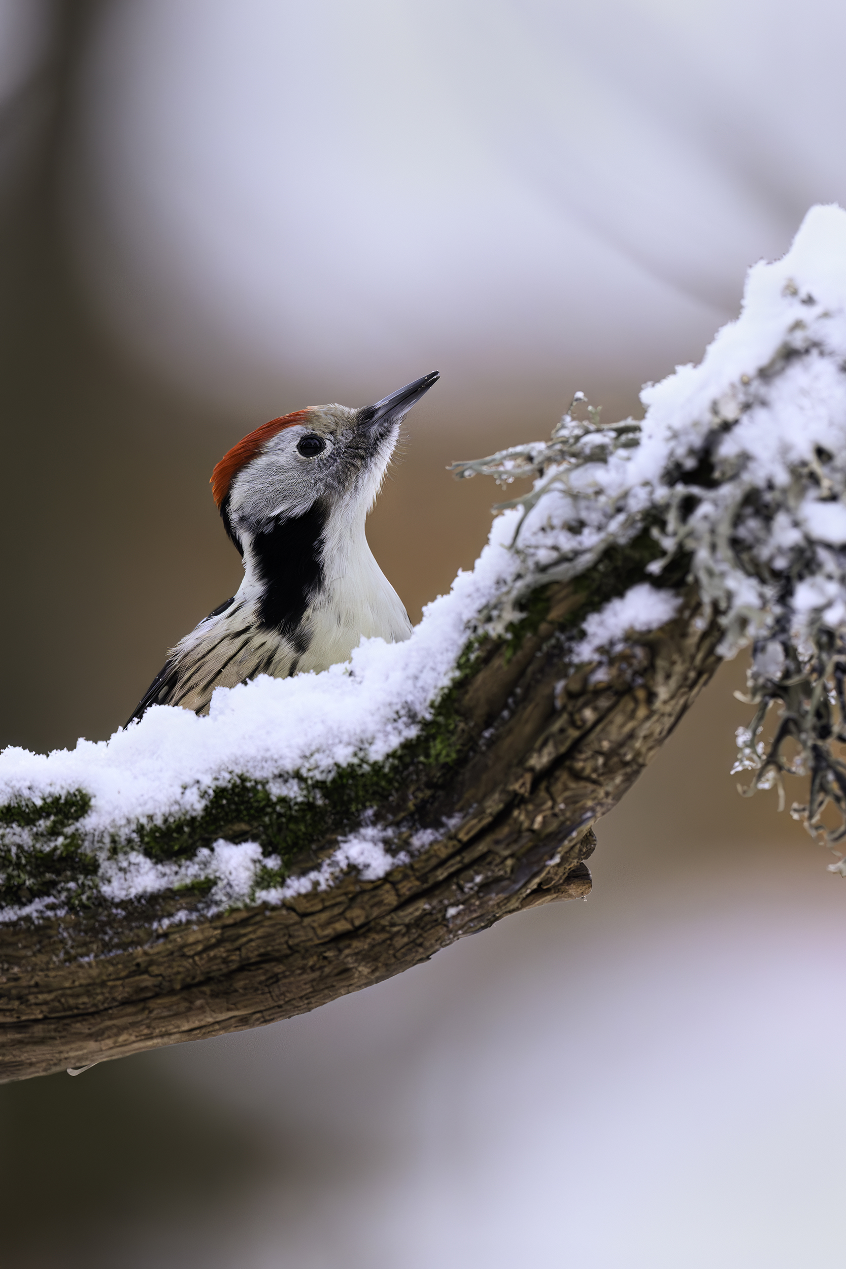 Winterkapriolen