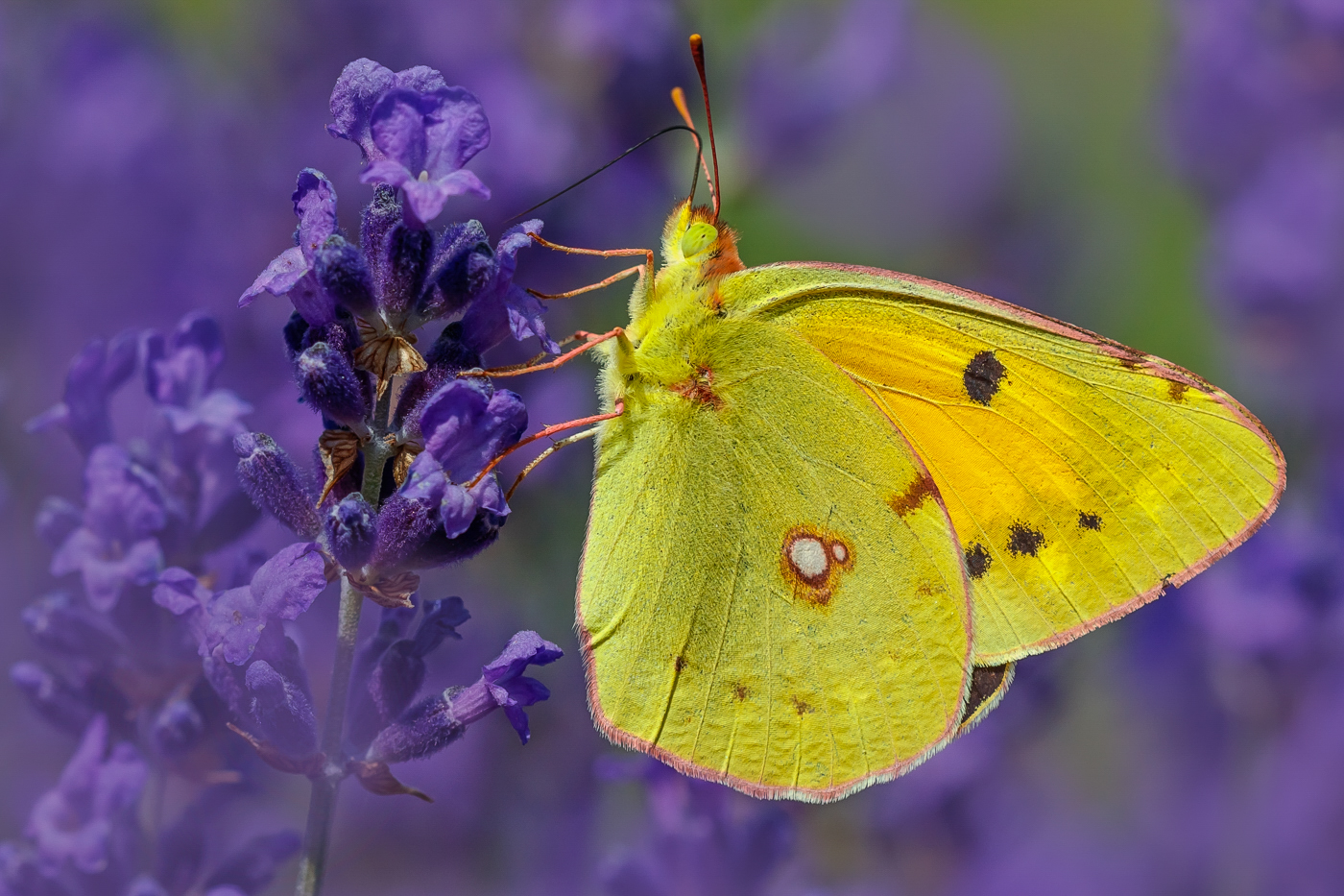 Postillon im Lavendel