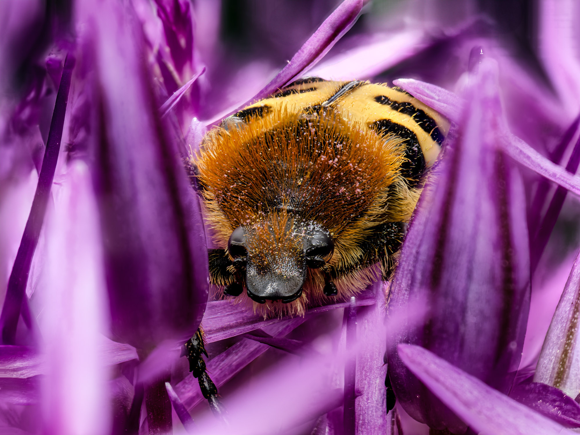 Etwas Farbenfrohes aus dem Mai